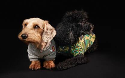 Diesel lancia la prima collezione di petwear