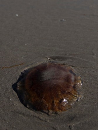 USA NATURE LIONS MANE JELLYFISH