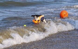 Cani in spiaggia