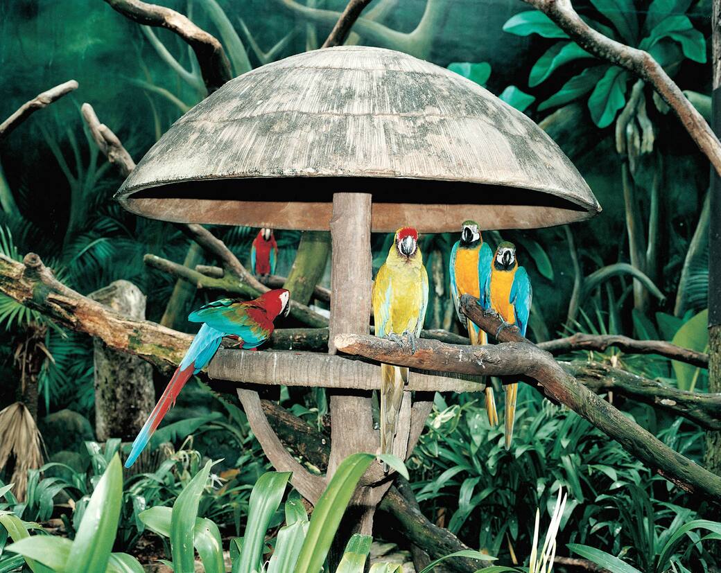 Armin_Linke_per_la_Diciassettesima_Giornata_del_Contemporaneo_Jurong_Bird_Park_Singapore_1999_–_2021.jpg
