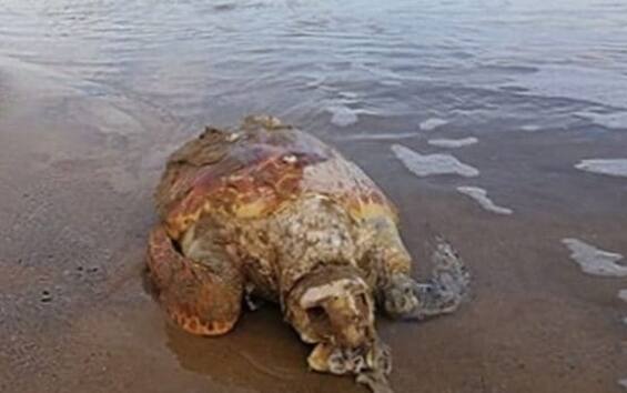 Titolo SEO: Mangiano carne di tartaruga velenosa, 7 morti a Zanzibar ...
