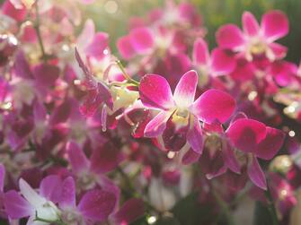 Pink, purple orchids Dendrobium lindley, Orchidaceae, Dendrobium phalaenopsis beautiful bouquet on blurred of nature background