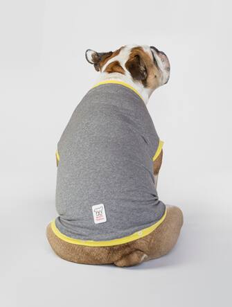 Un cane con un capo d'abbigliamento B-cool