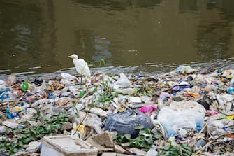 A cattle egret stands on a mass of plastic litter in the Dahshour Canal near Giza, Egypt.