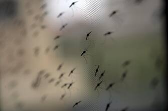 epa05913073 (FILE) - Anopheles gambiae mosquito's, a vector for the malaria parasite, hang on a net at the International Centre for Insect Physiology and Ecology (ICIPE) insect research facility in Nairobi, Kenya on 23 April 2008. World Malaria Day is on 25 April 2017 and will be marked with the theme 'End Malaria for Good' for the second time running.  EPA/STEPHEN  MORRISON PLEASE REFER TO ADVISORY NOTICE (epa05913068) FOR FULL PHOTO ESSAY TEXT