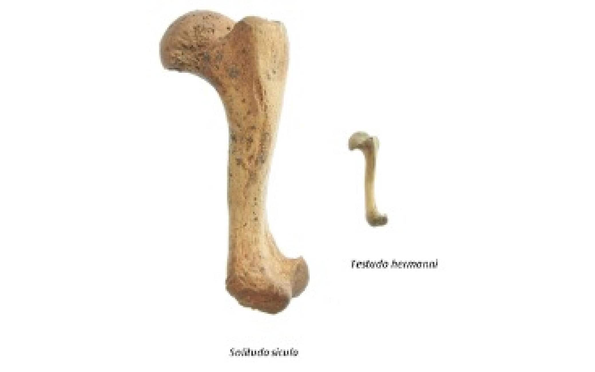 Una nuova specie di testuggine gigante è stata scoperta in una tomba in una grotta in Sicilia. In un'area funeraria attribuibile all'Età del rame, a circa 15 metri di profondità, nella grotta chiamata Zubbio di Cozzo San Pietro a Bagheria (Palermo), sono stati portati alla luce alcuni resti di una testuggine di grande taglia, il cui guscio raggiungeva probabilmente i 50-60 centimetri. Analisi al radiocarbonio dei resti hanno rivelato che il loro possessore era in vita circa 12.500 anni fa, molto prima che la grotta fosse interessata dalle attività funerarie. La presenza di un femore molto ben conservato ha consentito di confrontare le caratteristiche morfologiche della testuggine di Bagheria con quella di tutte le testuggini viventi e fossili del Bacino Mediterraneo e di stabilire che si tratta di una nuova specie, che ha richiesto anche l'istituzione di un nuovo genere. Il materiale è stato attribuito così dai ricercatori a 'Solitudo sicula', che hanno scelto quindi un nome con una certa assonanza col genere dell'unica testuggine terrestre attualmente vivente in Sicilia, Testudo, ma che allude alla rarità delle ultime testuggini di grandi dimensioni del Mediterraneo. Il lavoro di ricerca che ha portato alla scoperta è stato coordinato dal professor Massimo Delfino del Dipartimento di Scienze della Terra dell'Università di Torino, in collaborazione con un team internazionale che include, oltre all'Università di Palermo, anche istituti di ricerca e musei in Argentina, Germania, Polonia e Spagna.
ANSA/ UFFICIO STAMPA UNVERSITA' DI TORINO
+++ ANSA PROVIDES ACCESS TO THIS HANDOUT PHOTO TO BE USED SOLELY TO ILLUSTRATE NEWS REPORTING OR COMMENTARY ON THE FACTS OR EVENTS DEPICTED IN THIS IMAGE; NO ARCHIVING; NO LICENSING +++