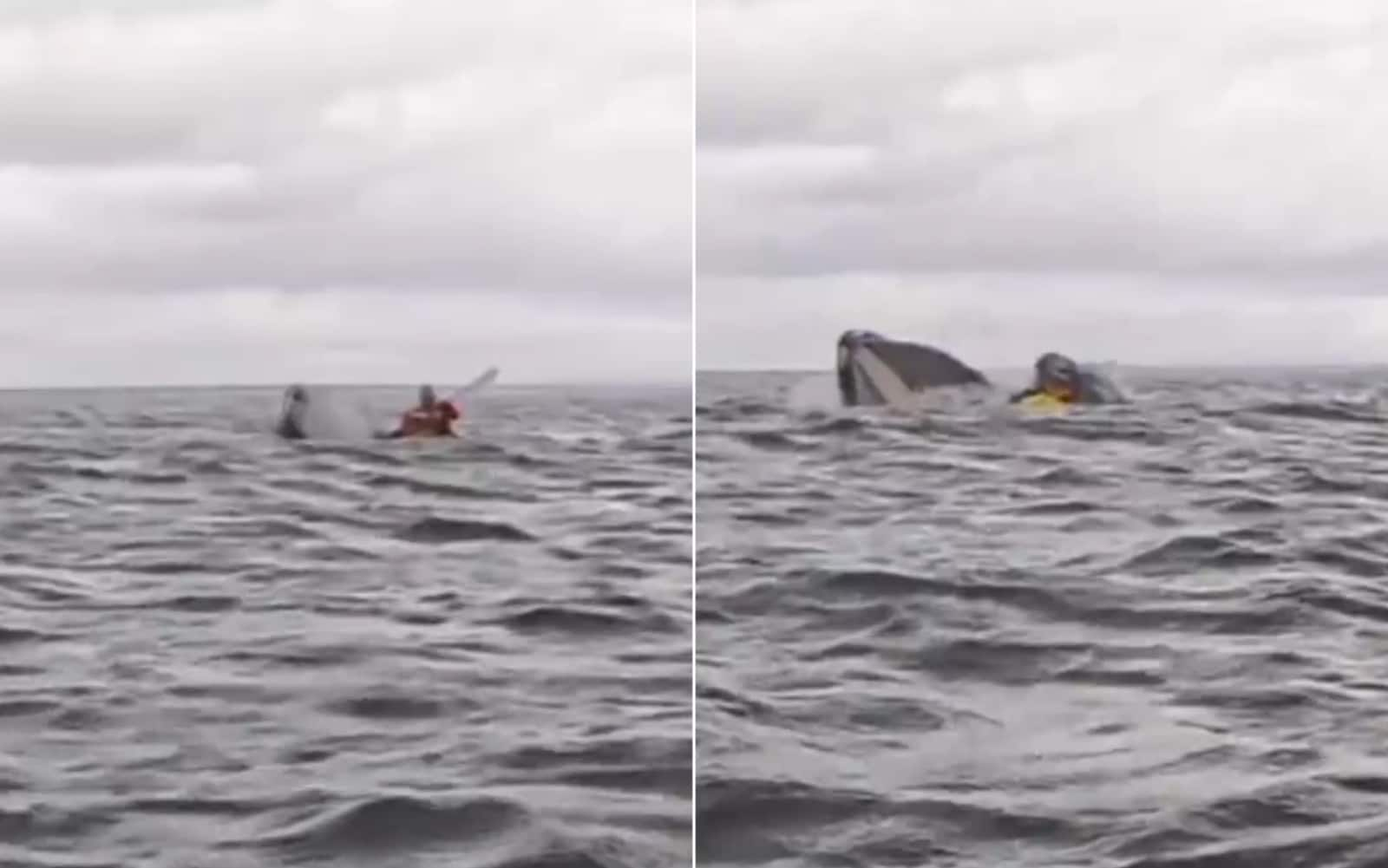 Cile, balena inghiotte ragazzo in kayak e lo risputa vivo in mare. Video |  Sky Sport