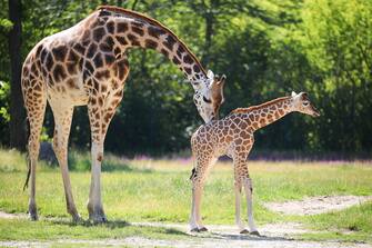 GERMANY ANIMALS GIRRAFE BERLIN TIERPARK ZOO