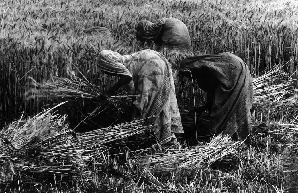 Durante la raccolta del grano, Madhya Pradesh, 1977-’78 © Gianni Berengo Gardin/Courtesy Fondazione Forma per la Fotografia Milano/Contrasto Roma