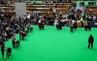 Bernese Mountain Dogs take to the show ring during the second day of the Crufts Dog Show at the Birmingham National Exhibition Centre (NEC). Picture date: Friday March 10, 2023.