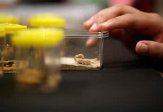 epa10861818 A visitor views scorpions displayed for sale as exotic pets at T-REX Thailand Reptile Expo in Bangkok, Thailand, 15 September 2023. The T-REX Thailand Reptile Expo is a trade showcase exhibiting hundreds of reptiles and exotic animals breeders to sell the reptile as exotic pets for enthusiasts.  EPA/RUNGROJ YONGRIT