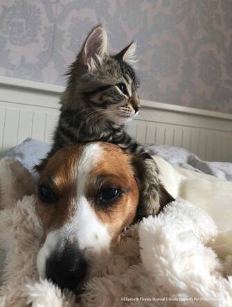 Le foto dei 40 finalisti all'Animal Friends Comedy Pet Photo Awards