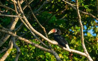 Blyth's Hornbill, Rhyticeros plicatus, perched on a branch in Honiara, Solomon Islands