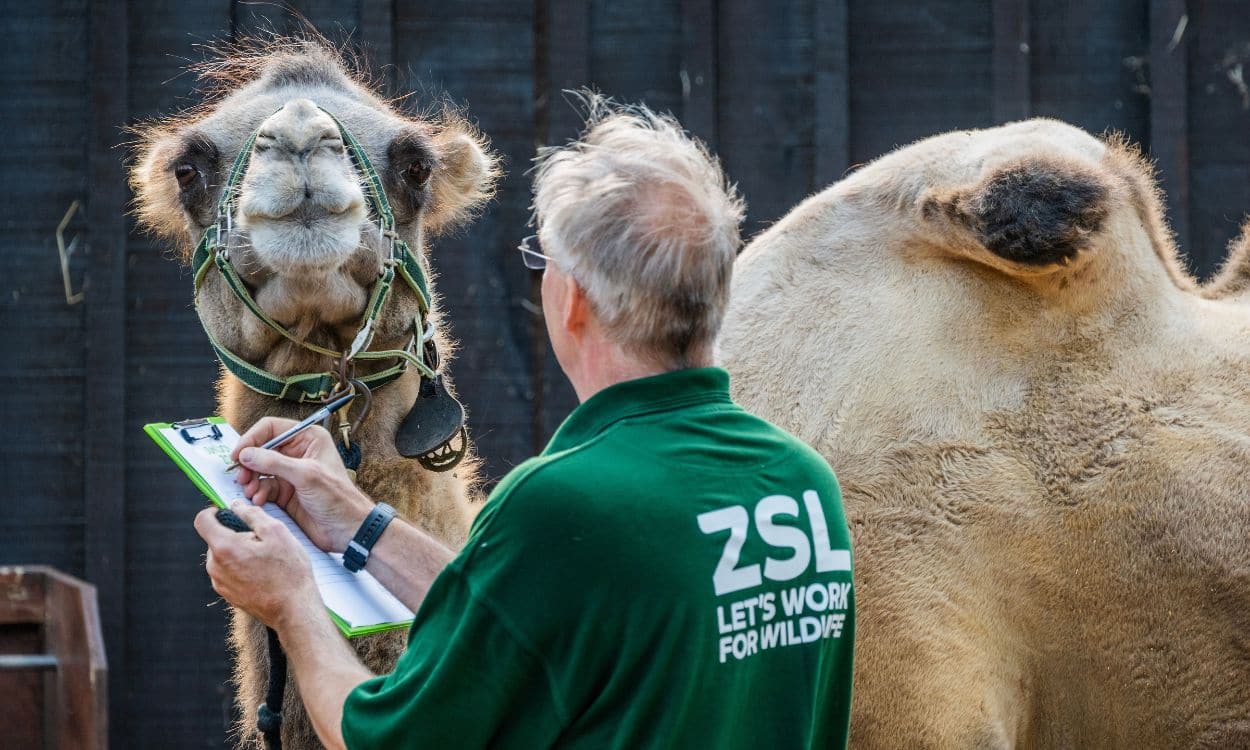 Un cammello alla pesa annuale dello zoo di Londra