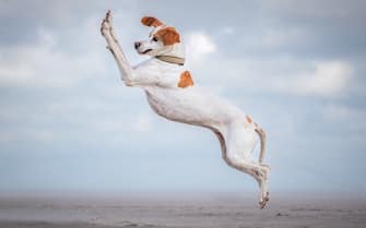 The Comedy Pet Photography Awards 2024
Vera Faupel
Fritzlar
Germany
Title: Dancing queen
Description: What can I say. This dog loves to jump!
Animal: Pepper, pointer dog
Location of shot: Germany