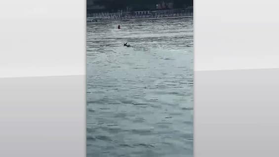 sestri levante comandante salva capriolo in mare