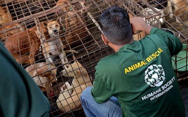Activists look at dogs at a slaughterhouse in Tomohon on July 21, 2023, as the Humane Society International and Animal Friend Manado Indonesia freed 21 dogs and three cats from slaughterhouses before they were sold as meat. (Photo by ADWIT PRAMONO / AFP) (Photo by ADWIT PRAMONO/AFP via Getty Images)
