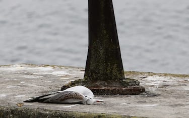 gabbiani morti per aviaria sul lago di Garda locaità Desenzano, 1 marzo 2023 . Ansa Filippo Venezia