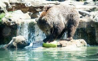 Bioparco, cibo fresco per gli animali contro il caldo