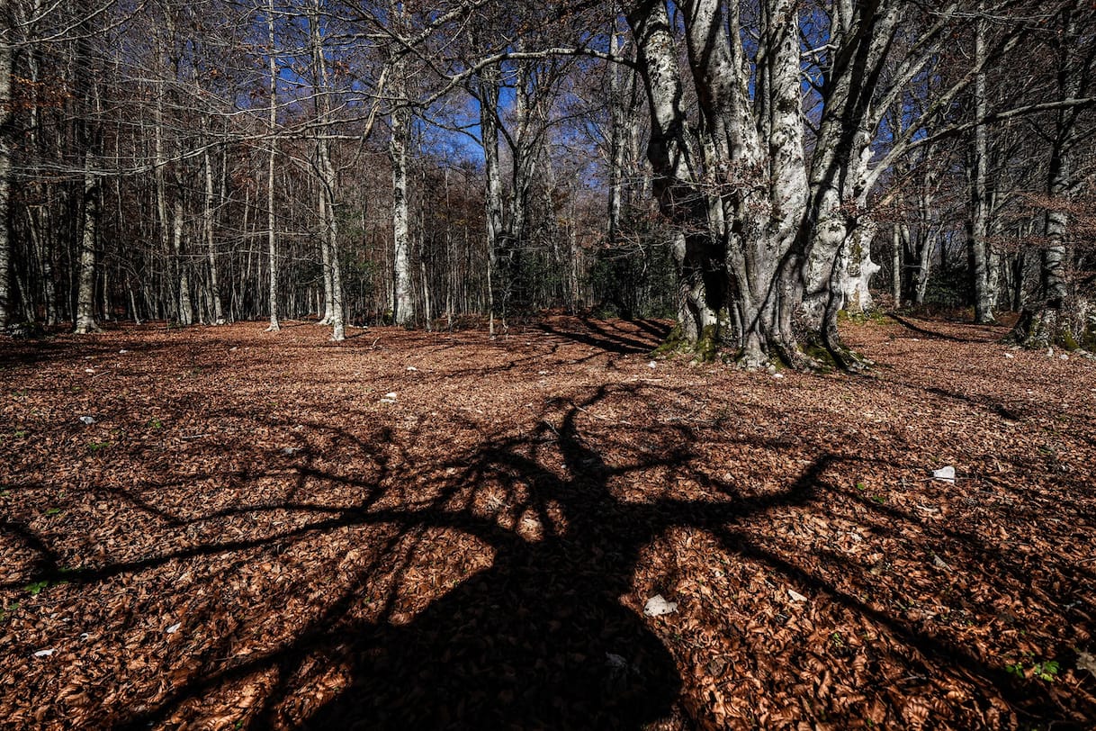Famiglia nel bosco, il Tribunale dei minori de L
