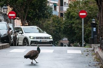 Emergenza Coronavirus: Gli animali si riappropriano delle città durante lockdown