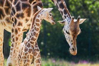 GERMANY ANIMALS GIRRAFE BERLIN TIERPARK ZOO