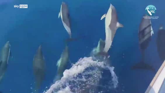 delfini con cuccioli avvistati nel golfo dell asinara