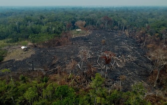 Burnt trees are seen after illegal fires were lit by farmers in Manaquiri, Amazonas state, on September 6, 2023. From September 2, 2023 to September 6, 2023, 2,500 forest fires in Amazon state alone were recorded by INPE, Brazil's National Institute for Space Research. (Photo by MICHAEL DANTAS / AFP) (Photo by MICHAEL DANTAS/AFP via Getty Images)
