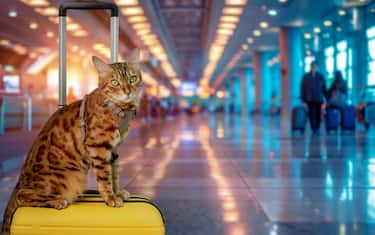 Viaggiare in aereo con cani e gatti