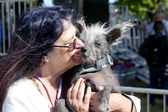 Lookin ruff! The World's Ugliest Dog Contest at the Sonoma-Marin Fair in Petaluma, California. Ugly mutts flocked to the annual competition vying to be recognized as the most unconventionally beautiful. The event celebrates all dogs and encourages adoption of those who may be overlooked because of their looks. A Chinese Crested pup called Scooted won the competition, with Wild Thang coming a close second. Harold Bartholomew took home 3rd prize and the spirit award. Some of the crowd held up supportive signs for their favorite mutts and a few were spotted wearing ugly dog contest t-shirts and shouting encouragement.



Pictured: scooter,linda elmquist

Ref: SPL8521919 230623 NON-EXCLUSIVE

Picture by: SplashNews.com



Splash News and Pictures

USA: 310-525-5808
UK: 020 8126 1009

eamteam@shutterstock.com



World Rights,