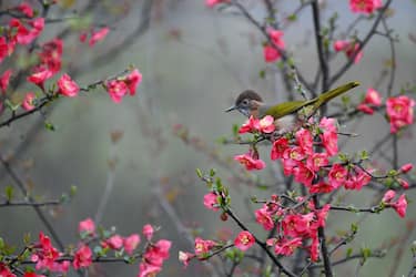RENHUAI, CHINA - MARCH 6, 2023 - A bird rests on a crabapple branch at Luming Park in Renhuai City, Southwest China's Guizhou Province, March 6, 2023. (Photo credit should read CFOTO/Future Publishing via Getty Images)