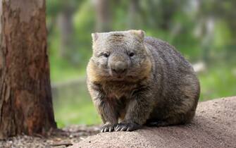 Common wombat, (Vombatus ursinus), adult, Mount Lofty, South Australia, Australia