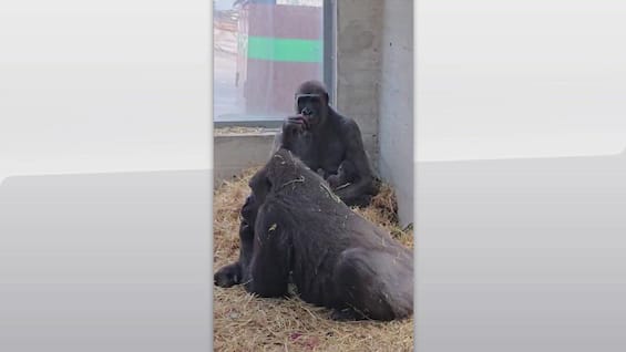 Zoosafari di Fasano, nasce cucciolo di gorilla dopo 50 anni Zoosafari di Fasano, nasce cucciolo di gorilla dopo 50 anni
