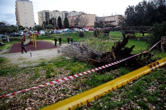 L'albero crollato nel parco Livio Labor a Colli Aniene, a Roma Agenti di Polizia sul luogo in cui una donna è morta, schiacciata da un albero caduto per il forte vento, in via Cesare Massimo a Colli Aniene, Roma, 23 dicembre 2024. ANSA/ ANGELO CARCONI