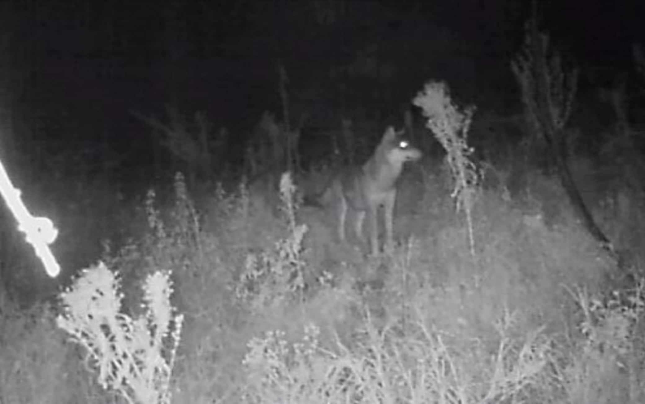 Immagine tratta dalla pagina Facebook dell'ente RomaNatura