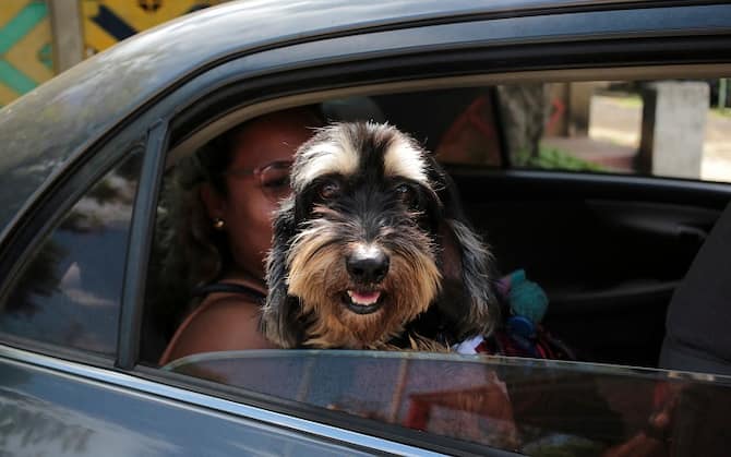 Viaggio in auto con cane o gatto: ecco cosa bisogna sapere