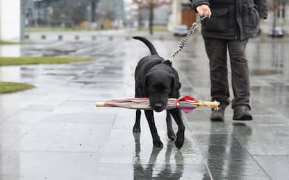 Maltempo, a Taranto ricoveri temporanei per cani e gatti