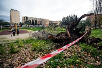 L'albero crollato nel parco Livio Labor a Colli Aniene, a Roma Agenti di Polizia sul luogo in cui una donna è morta, schiacciata da un albero caduto per il forte vento, in via Cesare Massimo a Colli Aniene, Roma, 23 dicembre 2024. ANSA/ ANGELO CARCONI