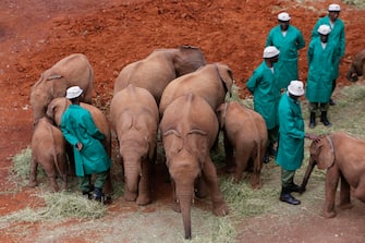 epa10952751 Keepers tend to elephants at the Sheldrick elephant orphanage during a visit by Britain's Queen Camilla (not pictured), on the outskirts of Nairobi, Kenya, 01 November 2023. Britain's King Charles III and his wife Queen Camilla are on a four-day state visit starting on 31 October 2023, to Nairobi and Mombasa. This will be the first official visit by Their Majesties to an African nation and the first to a commonwealth member state since their coronation in May 2023.  EPA/THOMAS MUKOYA / POOL