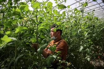 epa09147568 An ethnic minority farmer stands in his cherry tomato greenhouse in Bageqi village of Aksu, western China's Xinjiang Uyghur Autonomous Region during a government organized trip for foreign journalists, 20 April 2021. Japanese ketchup producer Kagome has stopped importing tomatoes from China's Xinjiang, the company said on 14 April, joining the growing ranks of Western brands that have ceased sourcing materials from the region over reported abuses against Uyghur Muslims.  EPA/WU HONG