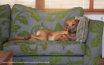 Le foto dei 40 finalisti all'Animal Friends Comedy Pet Photo Awards