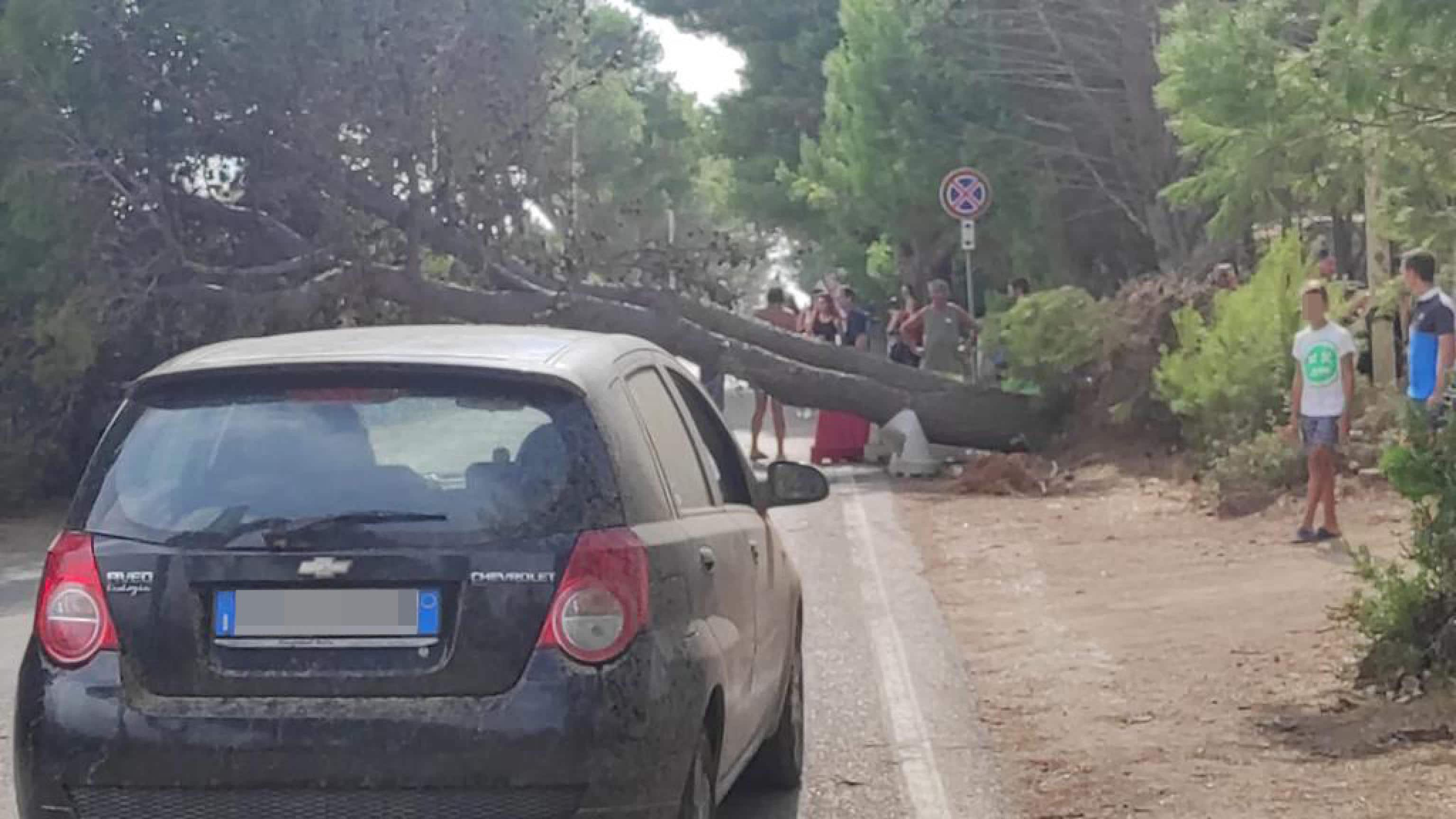 Tromba d'aria e fuggi fuggi di bagnanti in Salento sul litorale delle marine di Melendugno tra Roca, Torre Sant'Andrea, Torre dell'Orso e San Foca. Il vento ha sradicato alcuni alberi, ha divelto la segnaletica stradale, danneggiato i dehors di alcuni locali e i pali delle luce, uno dei quali è caduto su un'auto. Non ci sarebbero feriti.
ANSA