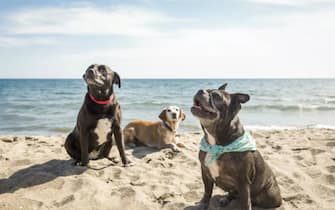 Cani sulla spiaggia