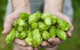 Hops are the flowers of the hop plant Humulus lupulus, a member of the Cannabaceae family of flowering plants. They are used primarily as a bittering, flavouring, and stability agent in beer, to which, in addition to bitterness, they impart floral, fruity, or citrus flavours and aromas.