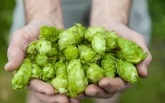 Hops are the flowers of the hop plant Humulus lupulus, a member of the Cannabaceae family of flowering plants. They are used primarily as a bittering, flavouring, and stability agent in beer, to which, in addition to bitterness, they impart floral, fruity, or citrus flavours and aromas.