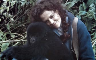 Gorilla nella nebbia Gorilla nella nebbia