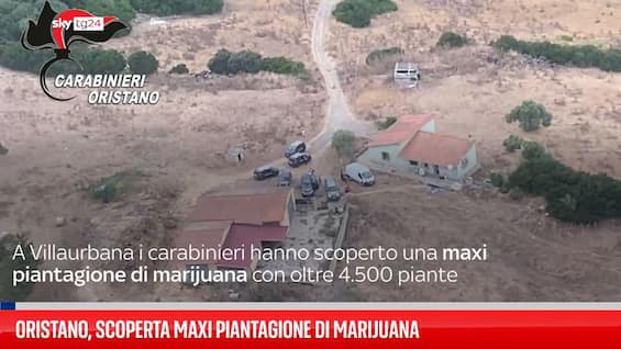 oristano scoperta maxi piantagione di marijuana