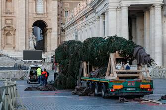 A fir tree from the Piemonte region is erected to serve as a Christmas tree in St. Peter's Square, Vatican,  23 November 2023. A
ANSA/GIUSEPPE LAMI