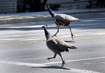 Emergenza Coronavirus: Gli animali si riappropriano delle città durante lockdown