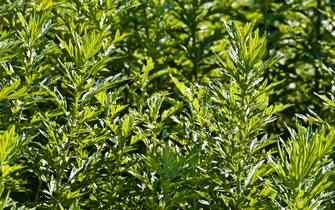 Una pianta di artemisia comune